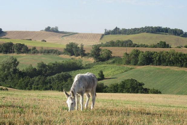 Asinerie d'Embazac : nature
