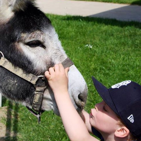 Monsieur l'âne de la ferme Kieffer.
