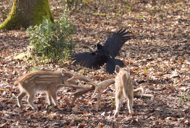 Bambi, L’histoire d’une vie dans les bois : sangliers