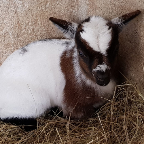 Ferme animalière d'Auriol : chasse aux œufs de Pâques 2019