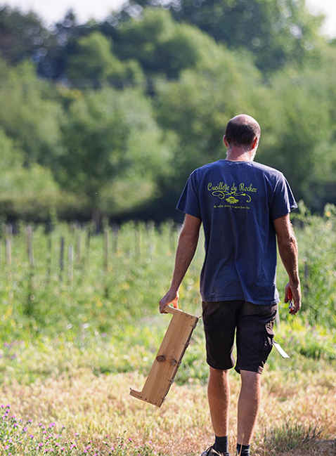Cueillette du Rocher : Processionnel dans un champ