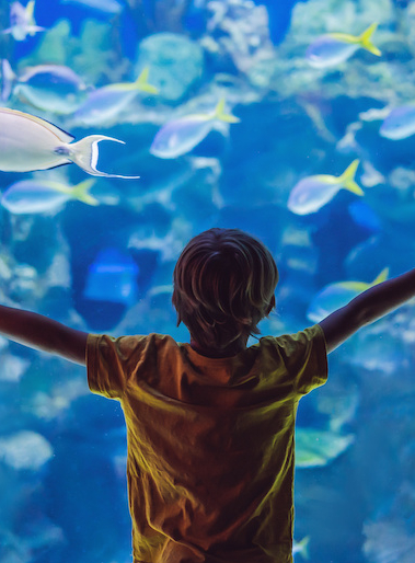 Tout est bon dans le poisson, direction l'aquarium