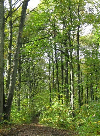 Forêt de Rambouillet