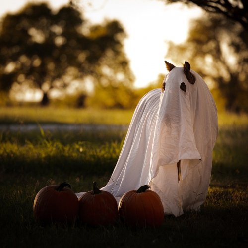 Lendemain d'Halloween à l'Hippodrome Carré de Soie : Cheval déguisé en fantôme