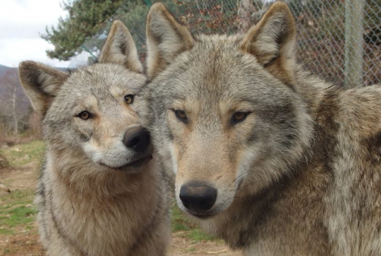 Les Loups du Gévaudan