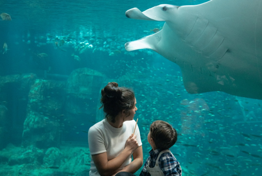 Aquarium Nausicaá à Boulogne-sur-Mer : sortie en famille