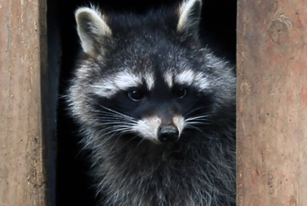 Zoo des 3 vallées - Raton laveur
