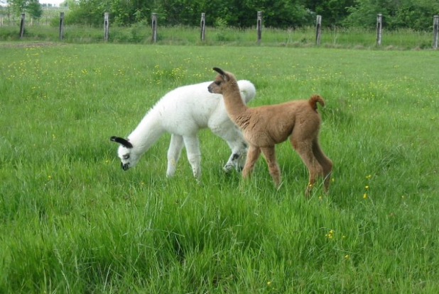Les Lamas de Brandacot