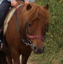 Centre ferme equestre Rennes