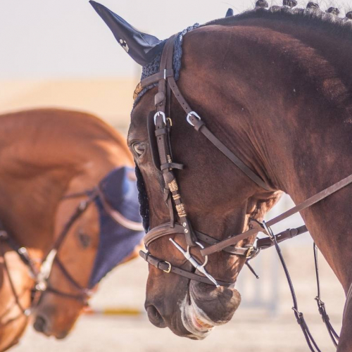 Salon du cheval d'Albi