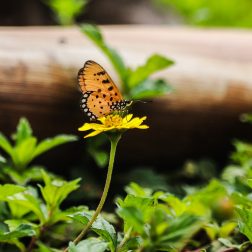 Les Relais Nature font leur cinéma 2019