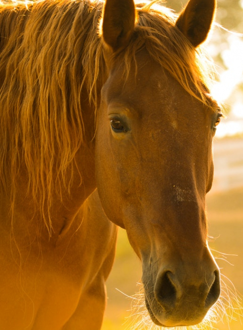 Les 10 ans de l'hippodrome Carré de Soie