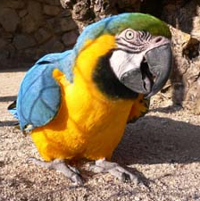 Jardin Exotique Zoo - Sanary