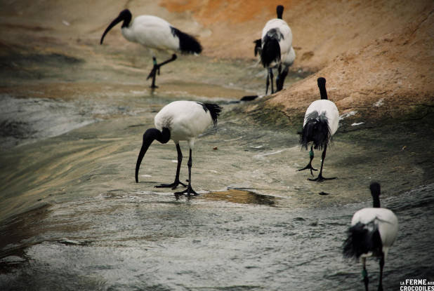 Ferme aux Crocodiles
