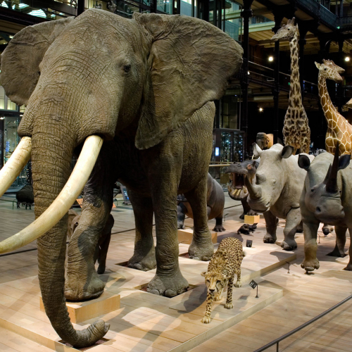 20 ans - Rénovation du spectacle lumière et son