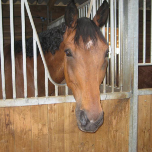 Ecole d'Equitation de Bédée-La Nouaye