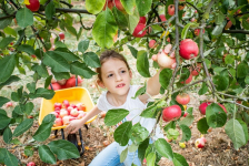 Cueillette de Cergy : fillette ramasse pomme