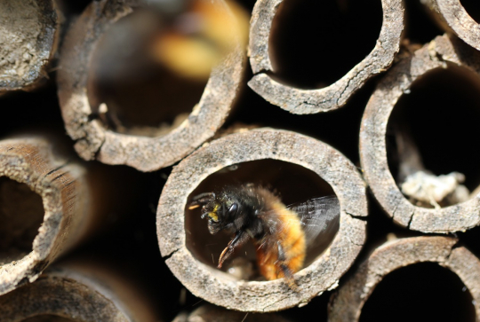 Quel matériau pour quel insecte ?