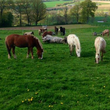 Chevaux du Domaine de la Haute Hairie