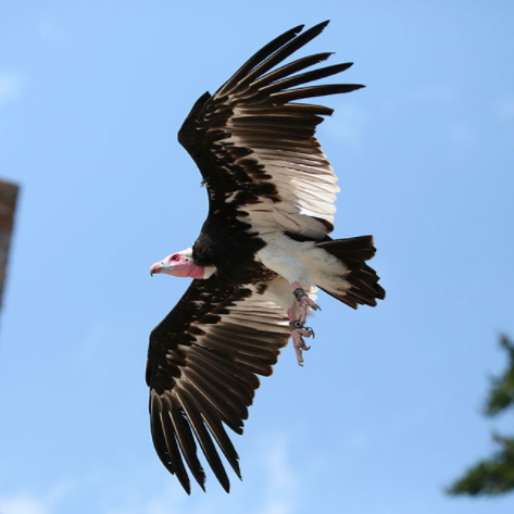 La Volerie des Aigles fête ses 50 ans