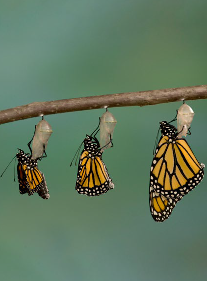 Expo Métamorphoses - Papillon