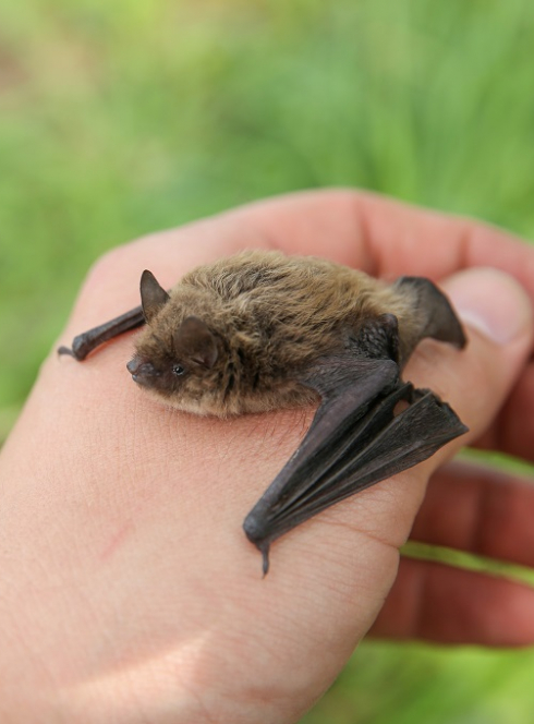 La Nuit de la chauve-souris : Une petite bête sur une main