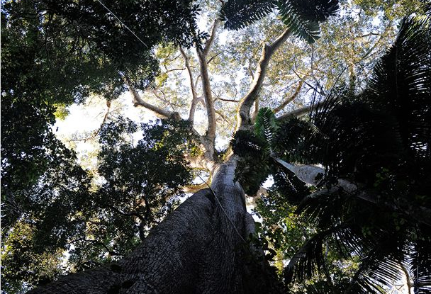 Il était une forêt
