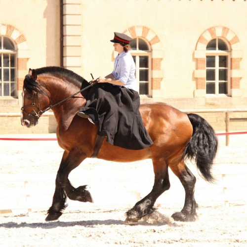 Équivallée - Haras national de Cluny