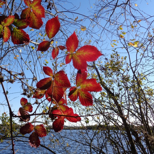 Réserve naturelle nationale Étang de Cousseau