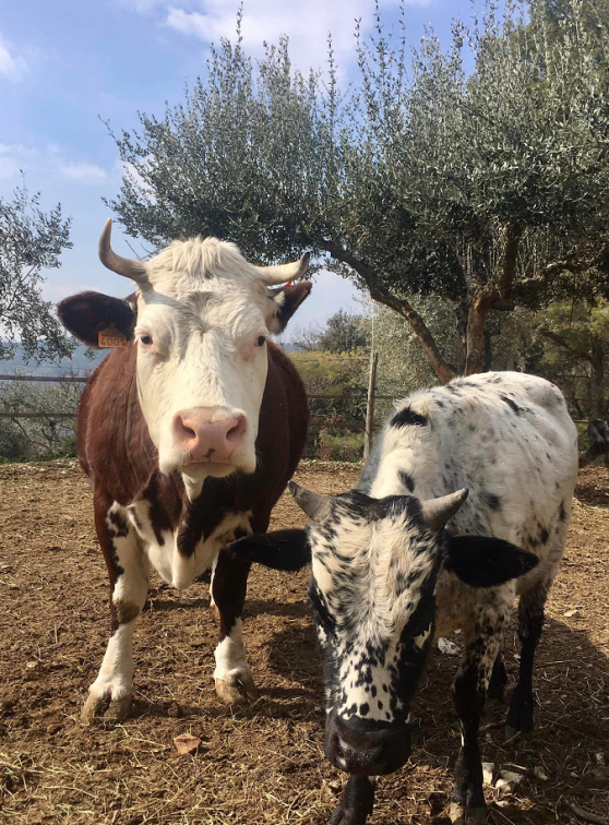 Ferme Domaine de la Tour : Vaches