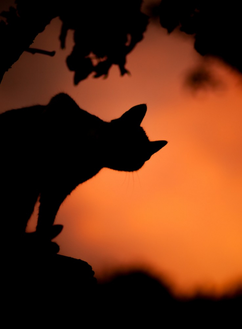 Halloween 2017 à Castelnau de Guers