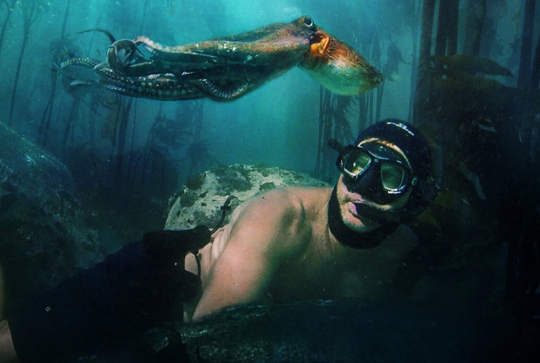 La sagesse de la pieuvre : Une pieuvre et un plongeur