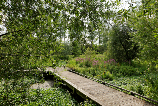 Les Marais de la Marque