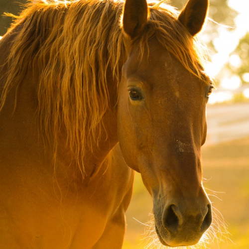 Les 10 ans de l'hippodrome Carré de Soie
