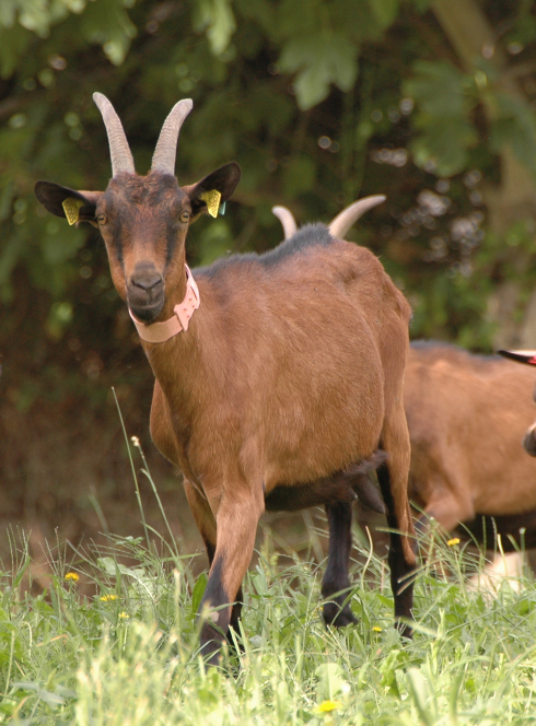 Ferme pédagogique du Roy d'Espagne