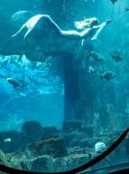Aquarium de Paris - Cinéaqua
