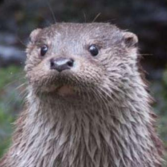 Expo : Mammifères des rivières bretonnes