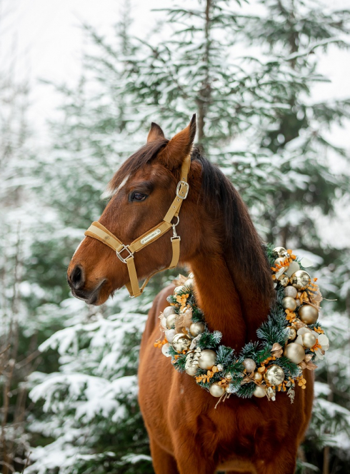 Noël 2024 de l'Hippodrome de Parilly : Un cheval dans la neige