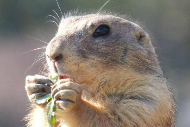 Une marmotte à la Halte du Volcan