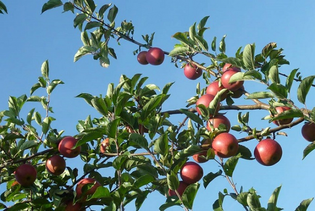 Cueillette de Compans