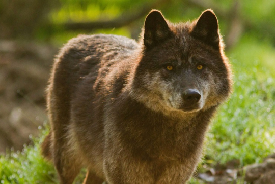 Loup noir canadien au Parc Animalier Sainte-Croix