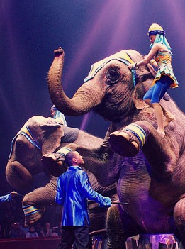 Le Cirque - Cirque Arlette Gruss