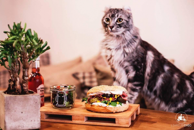 Un bagel et des chats à la Ronronnerie
