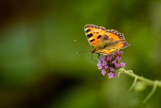 Maison Paris Nature : papillon petite tortue
