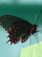 Jardin des découvertes : la Ferme aux Papillons