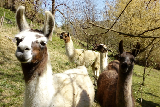 La Ferme des Lamas en famille près de Toulouse