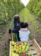 Ferme Placier : enfants ramassent pommes à Chasseloire