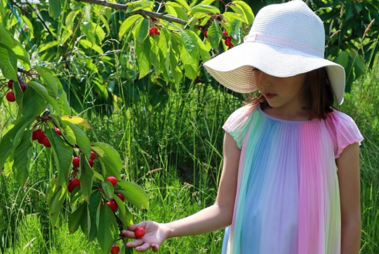 Ferme de la Chebuette : cerises
