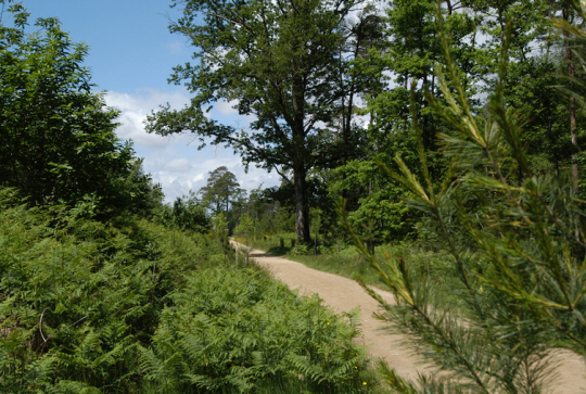 Forêt de Touffou à Vertou, photo de ©Jean Lesage