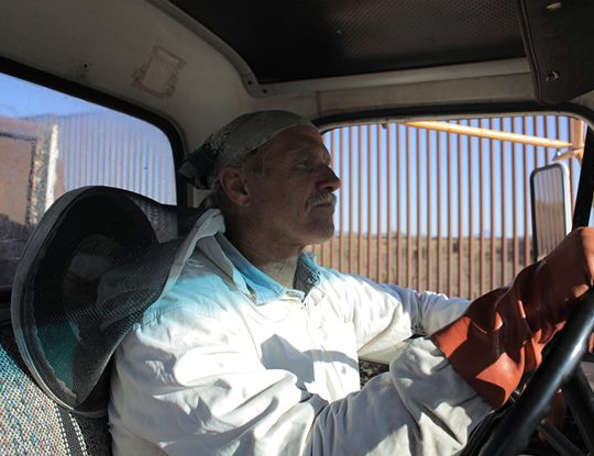 Des abeilles et des hommes